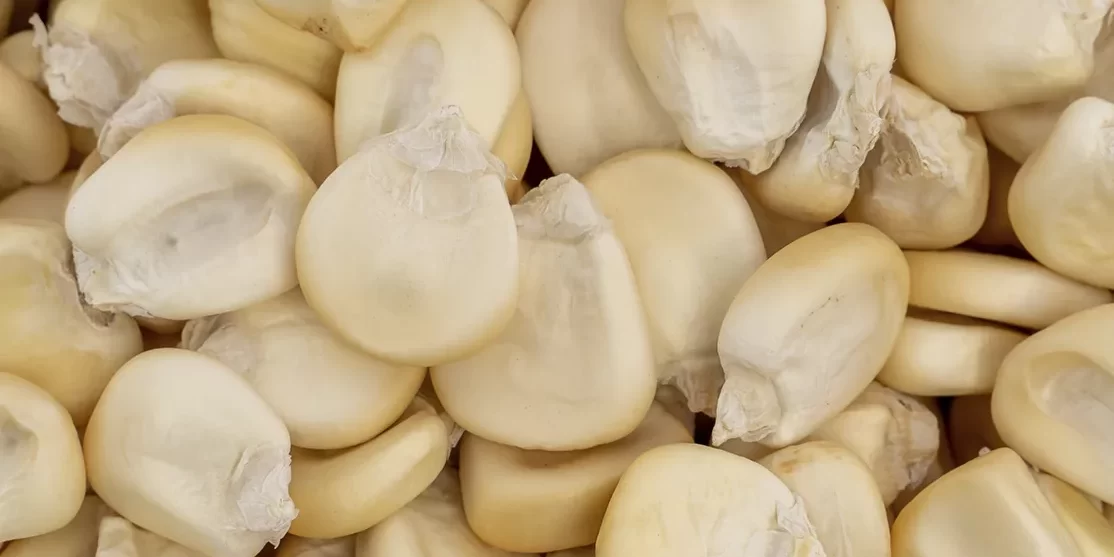 Maíz Gigante Cuzco Maíz Gigante Cuzco